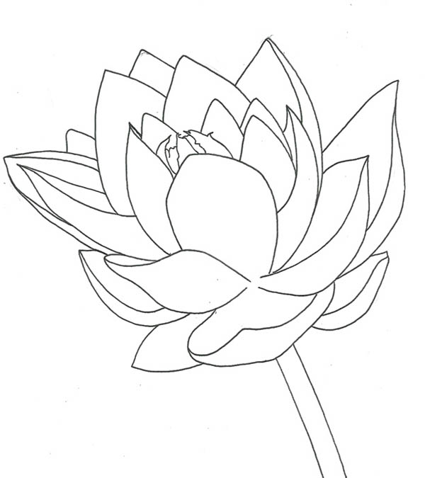 600x675 Lotus Flower Drawing Of Lotus Flower Coloring Page Tattoo Ideas