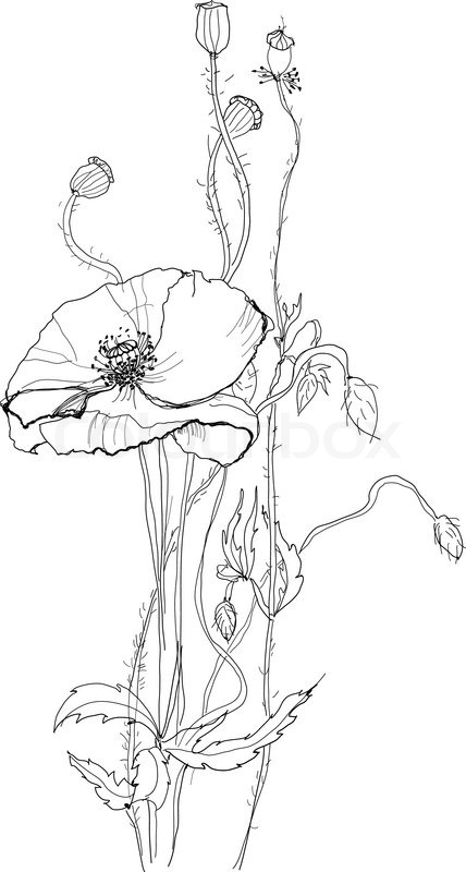 428x800 Poppy Flower Drawing On White Background Stock Vector Colourbox