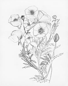 236x299 Dessin Poppies Stylo Poppies