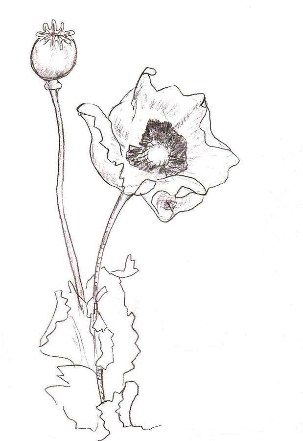 619x900 Draw Poppies Poppy Clip Art Poppy Line Drawing Poppy Flower
