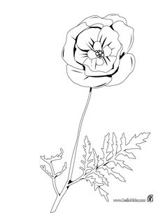 236x305 Flower Page Printable Coloring Sheets Fantasy Jr. Poppy Flower