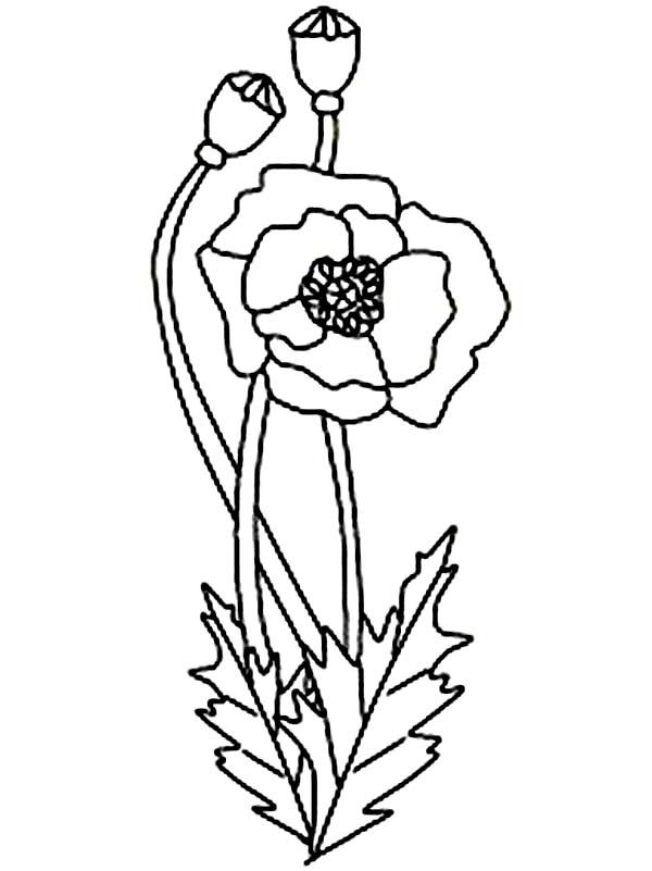 600x801 Best California Poppy Drawing Ideas On Flower