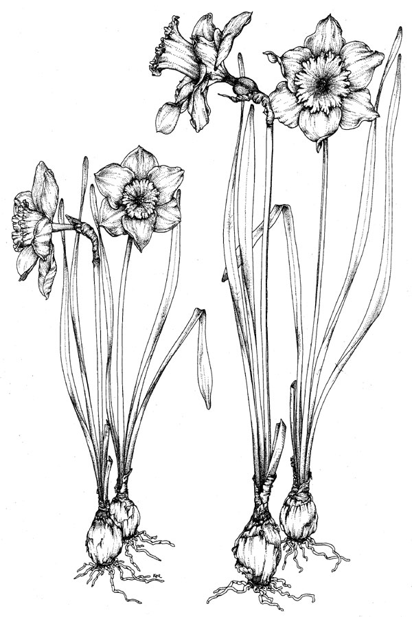 600x898 Daffodils By Basilius Besler, 1640 Art Daffodils