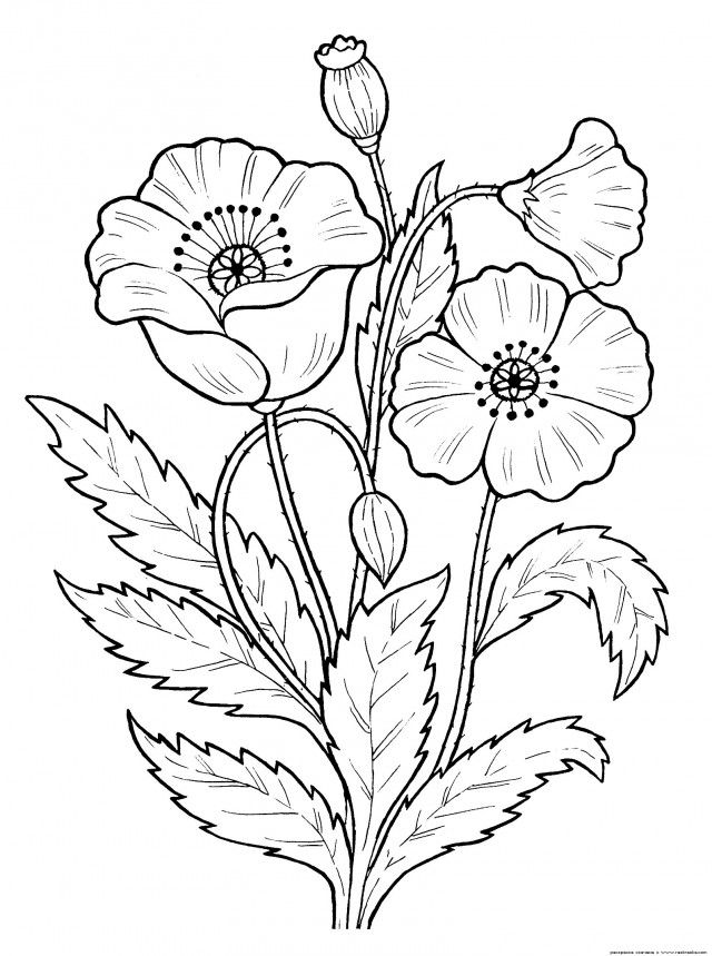640x859 Embroidery Pattern Of Poppies From Jwt