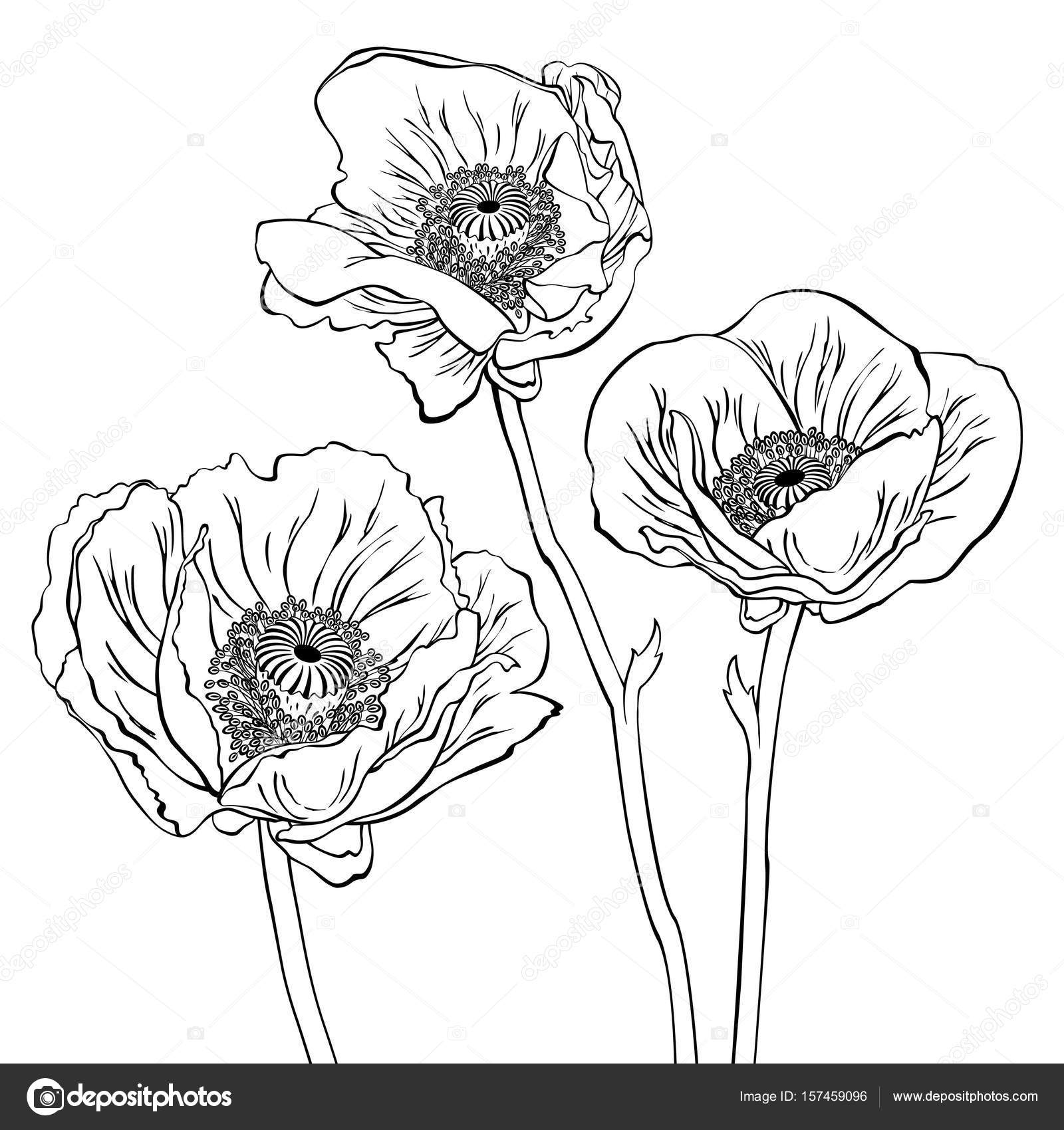 Poppy Flowers Drawing at GetDrawings | Free download