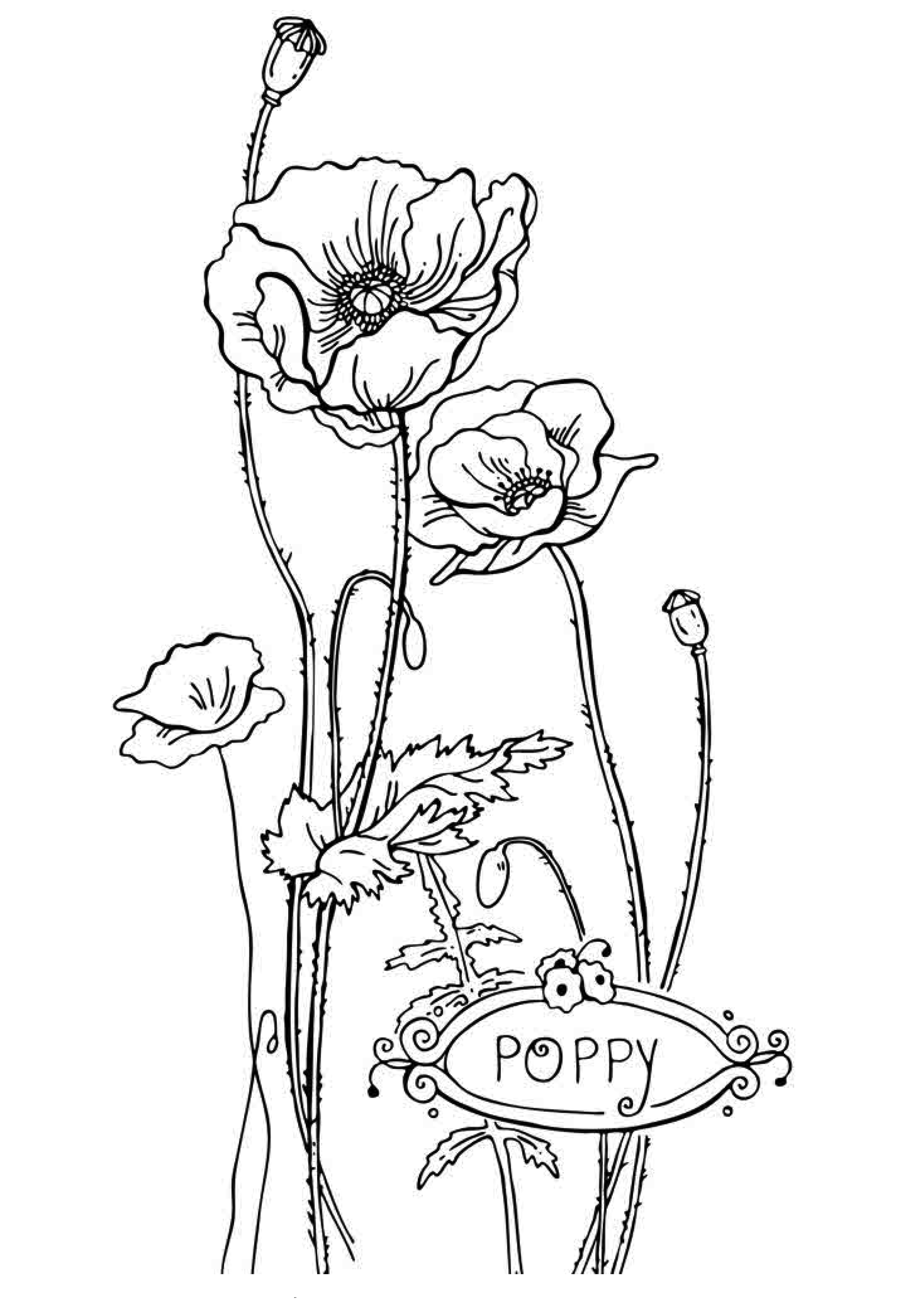 2236x3266 Free Printable Flower Coloring Pages For Kids