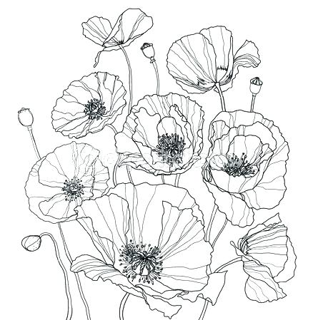 445x449 Poppy Coloring Page Adult Poppy Coloring Page Printable Pages