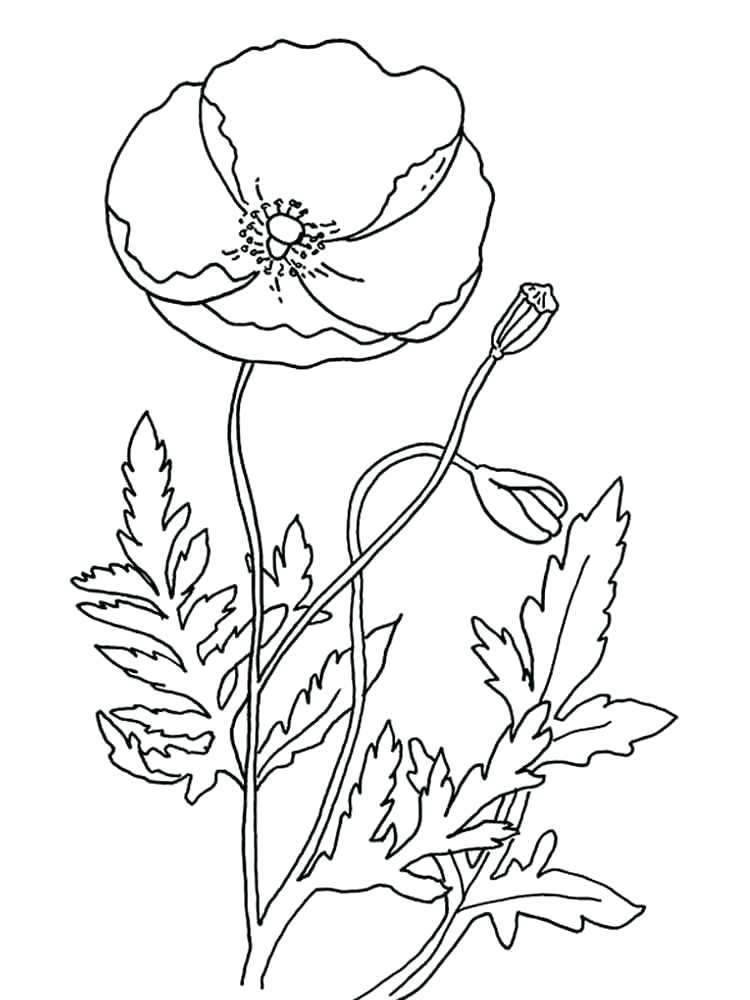 750x1000 Poppy Coloring Page Poppy Flower Coloring Pages Poppy Coloring