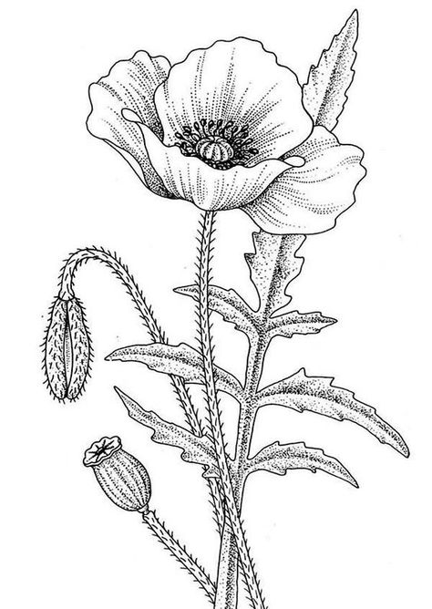 474x668 Poppy Flower Drawing Poppy Clipart Etc Susie's 1944 Board