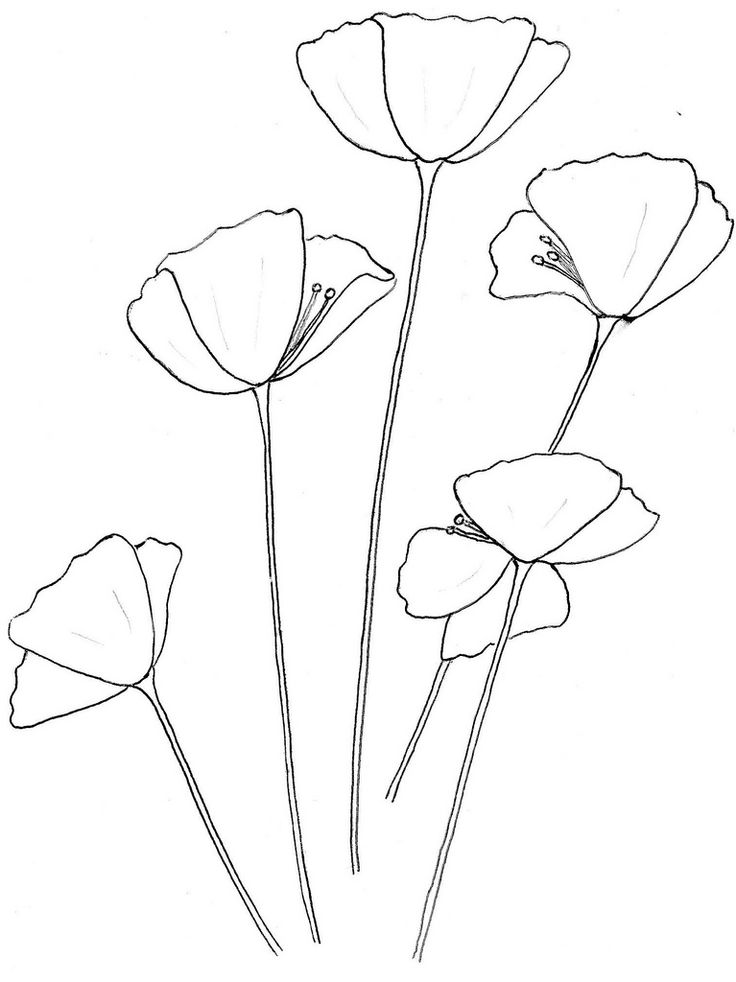736x982 Poppy Flower Drawing Outline