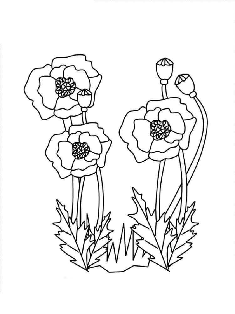 750x1000 Poppy Flower Coloring Pages. Download And Print Poppy Flower
