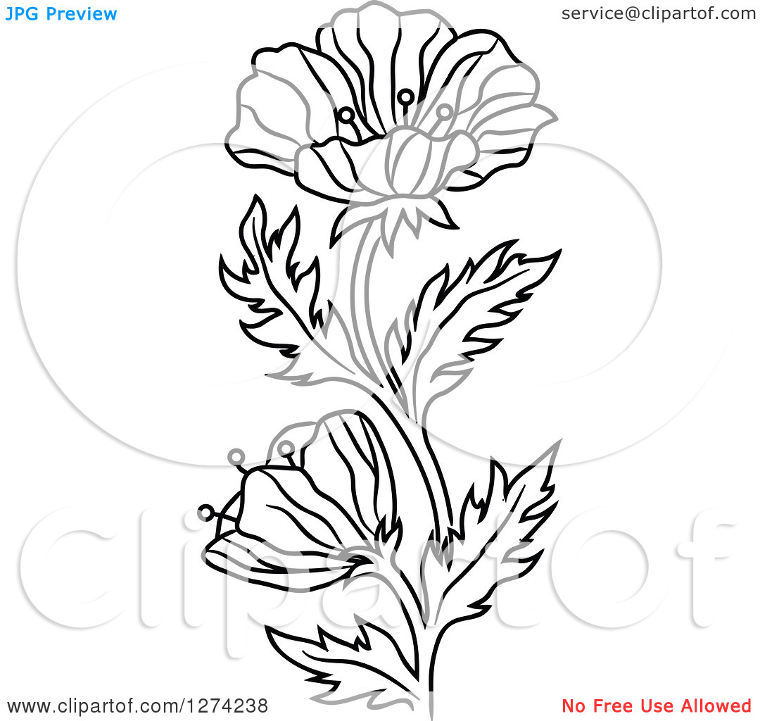 1080x1024 Poppy Flowers Clipart