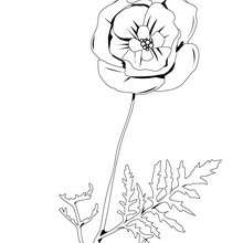 220x220 Poppy Coloring Pages