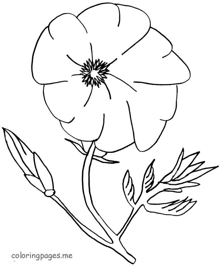 854x1024 Poppy Flowers Coloring Pages Download And Print For Free