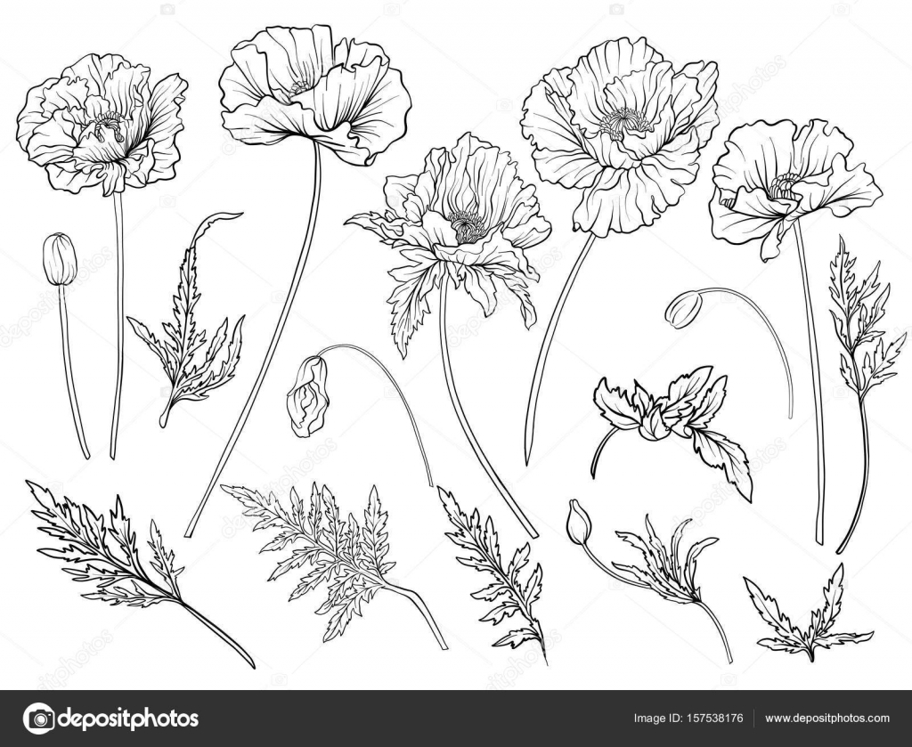 1024x839 Poppy Flowers. Set Of Outline Flowers. Stock Vector