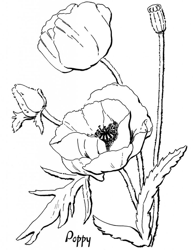 736x952 Remembrance Day Poppy Coloring Page 335838