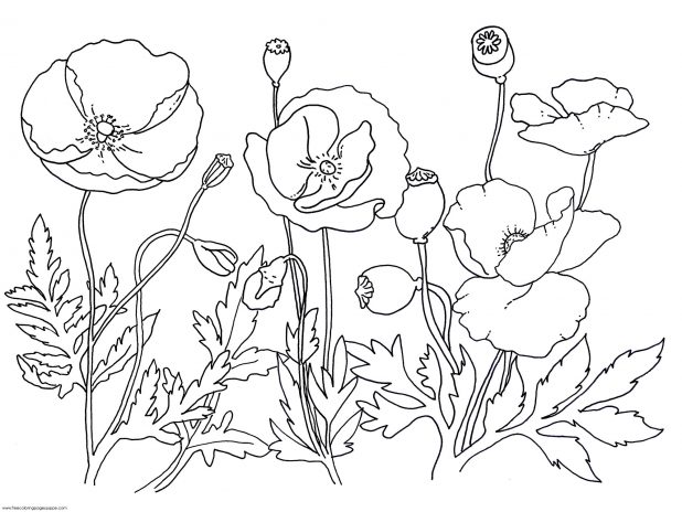 618x464 Adult Pictures Of Poppies To Colour Pictures Of Poppies To Colour