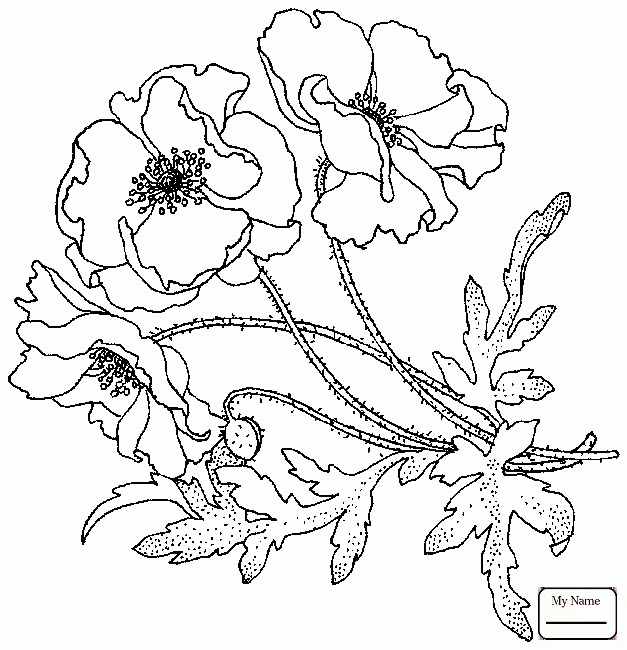 1269x1317 Poppies Flowers Corn Poppy Coloring Pages