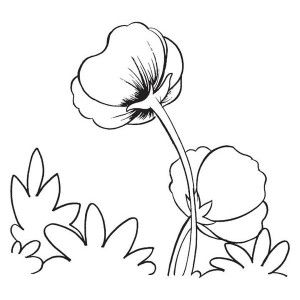 300x300 8 Best Places To Look Images On Poppy Drawing, Poppies