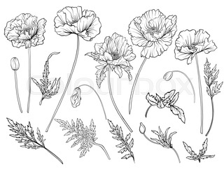 320x242 Card With Poppies Outline Hand Drawing Coloring Page For Adult
