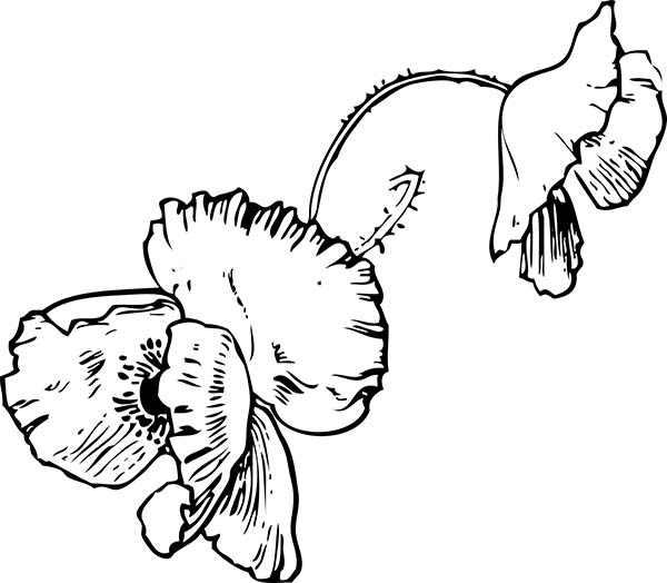 600x524 Drawing Of Poppy Coloring Page Color Luna