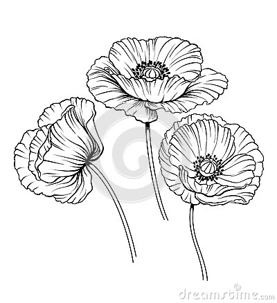 400x438 Drawn Poppy Black And White