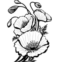 236x248 Drawn Poppy Flamboyant Flower