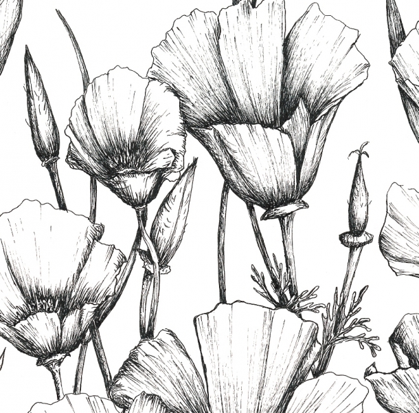 610x600 Drawn Poppy Poppy Flower