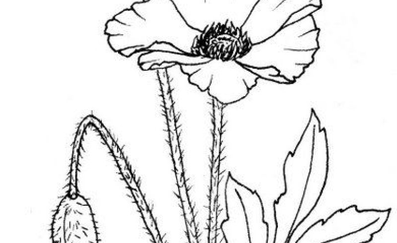 800x491 Line Art Gardening Flower And Vegetables