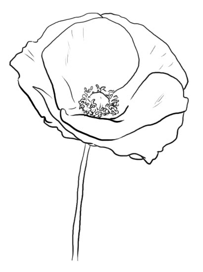 Poppy Line Drawing at GetDrawings | Free download