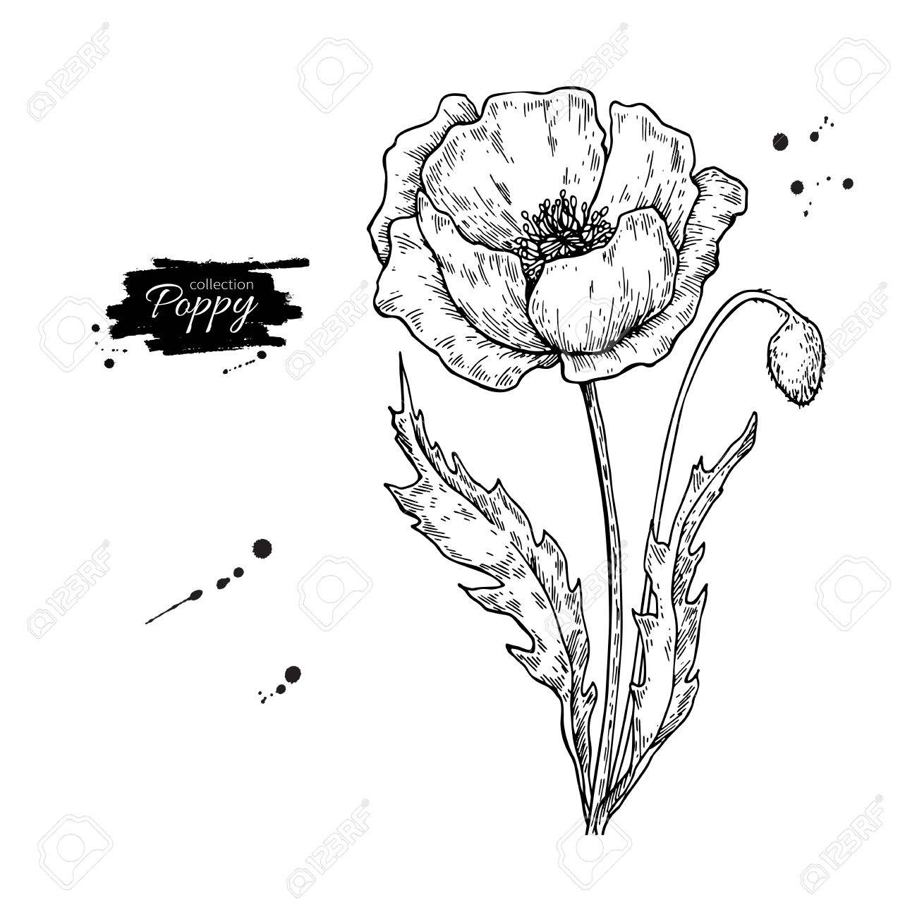 1300x1300 Poppy Flower Drawing Set. Royalty Free Cliparts, Vectors,