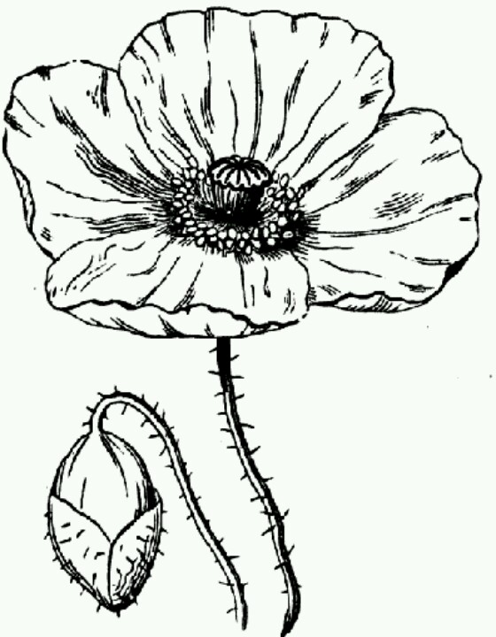 Poppy Line Drawing at GetDrawings | Free download