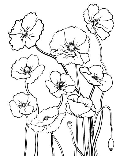 392x507 Printable Poppy Coloring Page. Free Pdf Download
