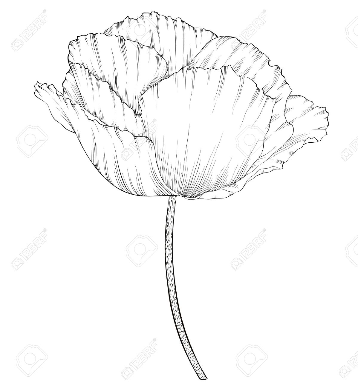 1198x1300 Beautiful Monochrome Black And White Poppy In A Hand Drawn Graphic