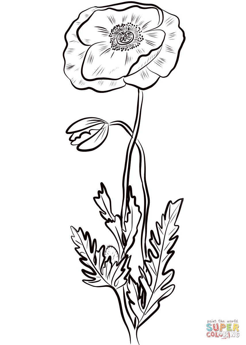 856x1200 Red Poppy Coloring Page Free Printable Coloring Pages
