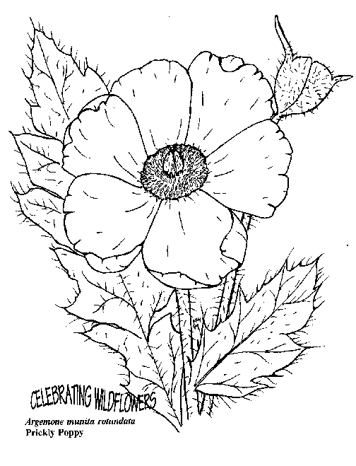 504x659 Umatilla National Forest