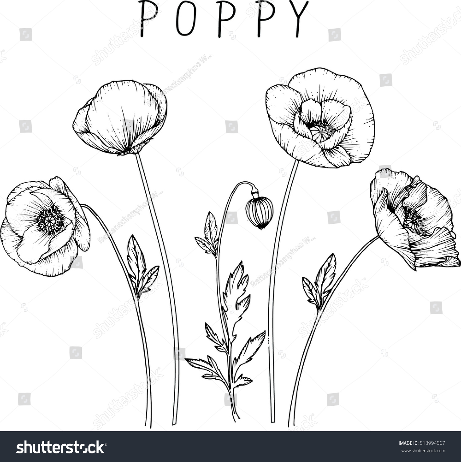 1500x1503 Stock Vector Drawing Flowers Poppy Flower Clip Art Or Illustration