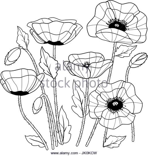 515x540 Poppy Vector Vectors Stock Photos Amp Poppy Vector Vectors Stock