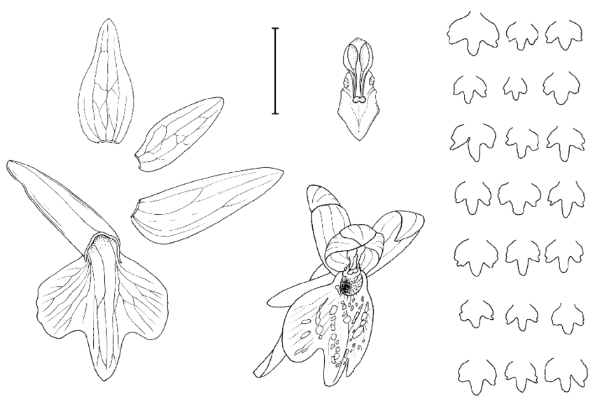 850x583 Dactylorhiza Sibirica, Line Drawing Of The Flowers From The Type