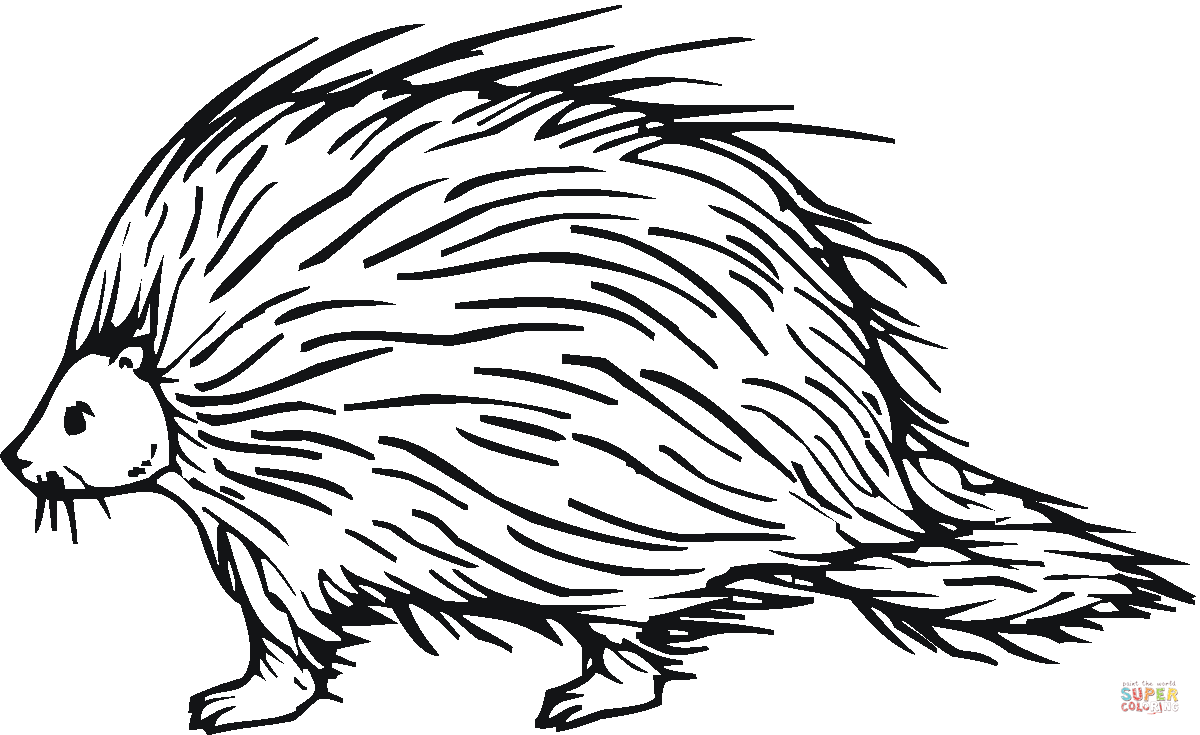 1200x735 Porcupine 7 Coloring Page Free Printable Coloring Pages