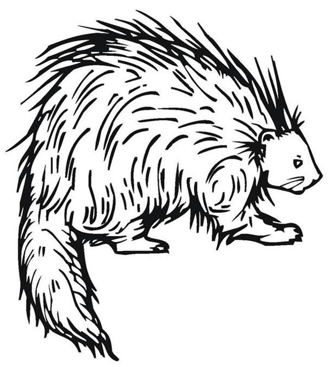 650x726 Porcupine Color Page