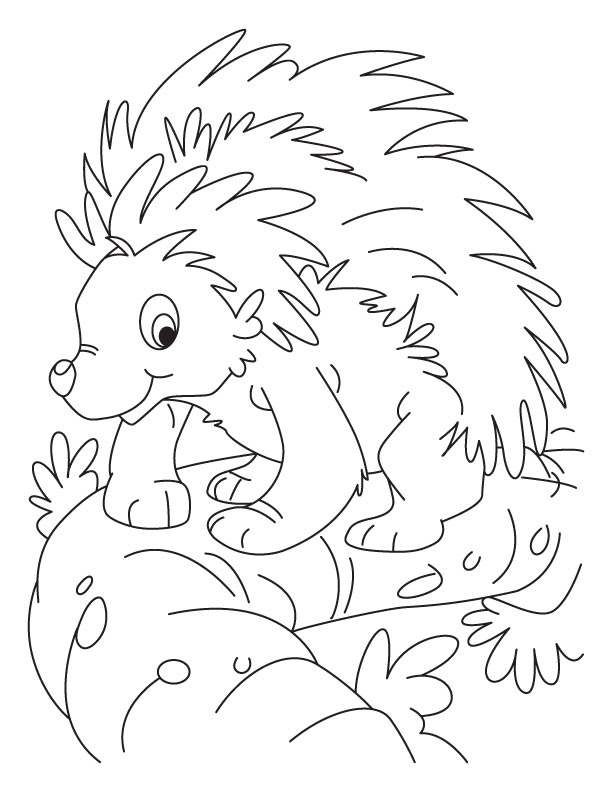 612x792 Porcupine Coloring Pages
