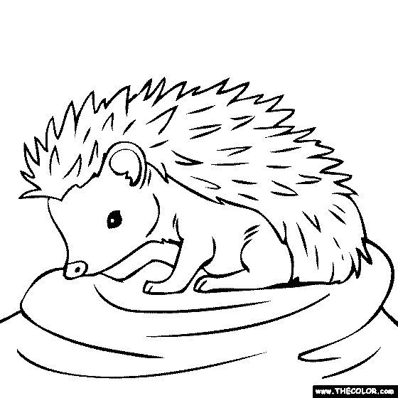 560x560 Baby Porcupine
