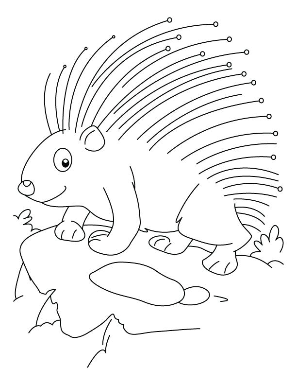 612x792 Porcupine Coloring Page