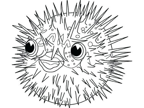 564x423 Porcupine Coloring Page