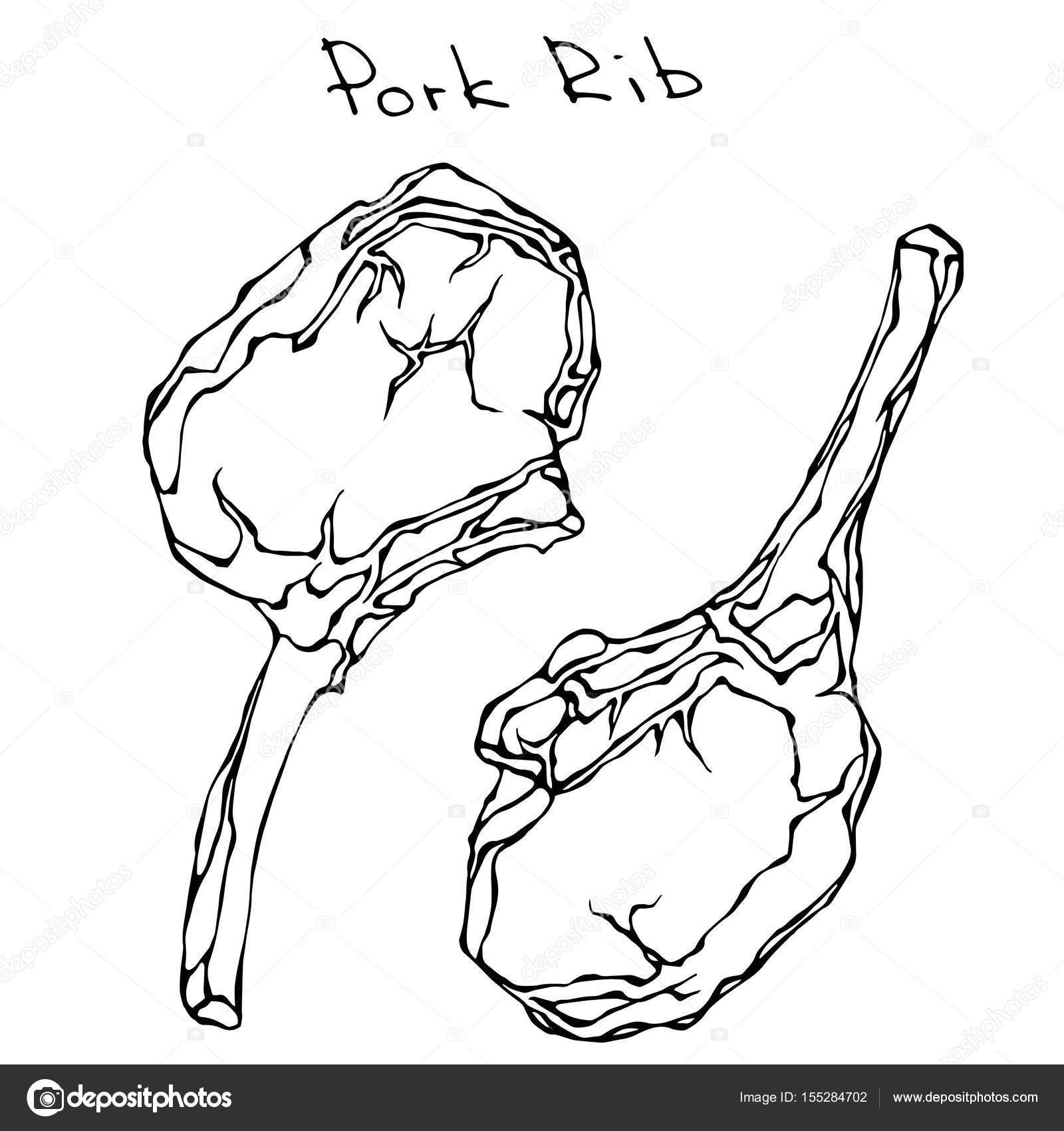 1600x1700 Row Pork Ribs. Realistic Vector Illustration Isolated Hand Drawn