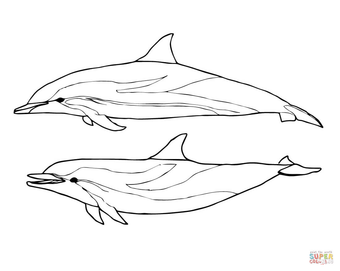 1101x877 Dolphins Coloring Pages Free Coloring Pages