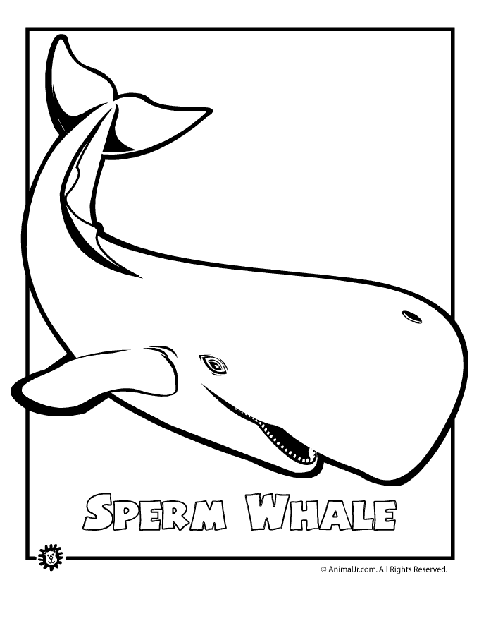 680x880 Sperm Whale Endangered Animal Coloring Page Animal Jr.