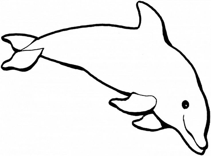 736x545 8 Best Dolphin Coloring Pages Images On Dolphins