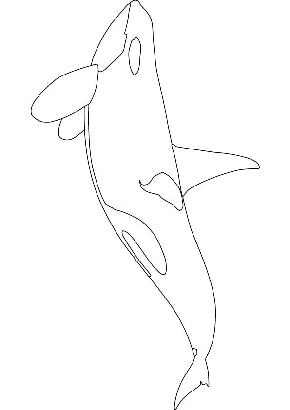 595x842 Baby Orca Coloring Pages Drawings Library Whale Best Collection